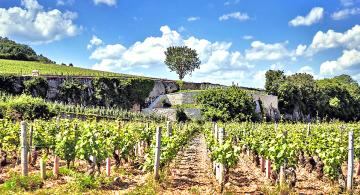 Vineyards in Burgundy, with a tree on the crest of the hill.
