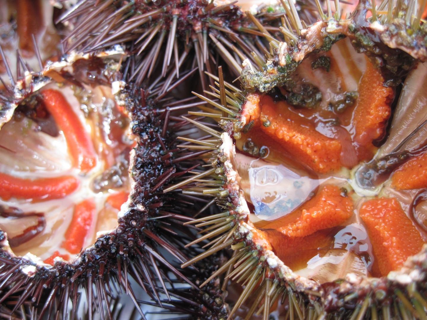 Sea Urchin Festival