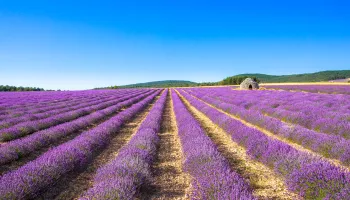 Champs de lavande dans la Drôme
