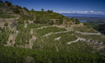 Vignobles Vallée du Rhône
