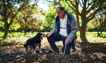 Truffe Domaine Montine