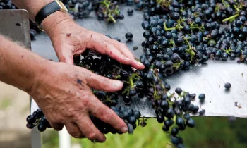 Domaine Pierre Gaillard