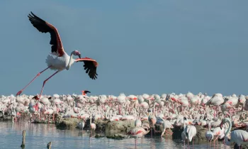 Flamants roses, Camargue