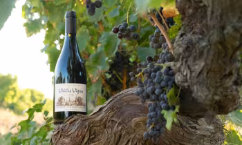 Vin et cep - Roussas © Alexandre Bienfait