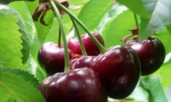  © Clos Fougères