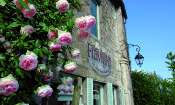 Anis de Flavigny © Anis de Flavigny