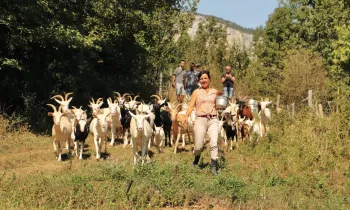 Angélique et son troupeau © Adelinev38 par Inspiration Vercors