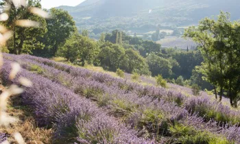 Paysage et lavande © Ana Puig Rosado