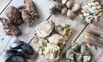 Coquillages © Camargue Coquillages