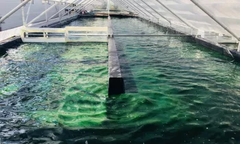 Bassin de spiruline © EARL La Perdrerie