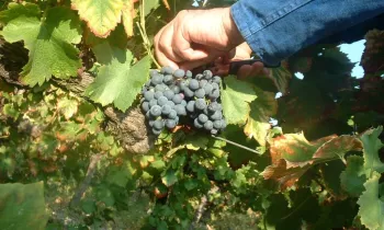 Domaine-de-Cousignac-Bourg-Saint-Andeol