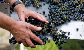 Domaine Pierre Gaillard