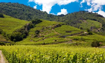 Lieu-dit La Fontaine, Cornas