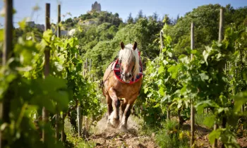 Domaine Rémy Nodin - La Beylesse