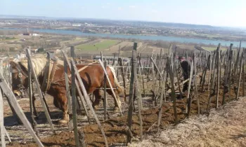 Domaine Christophe Pichon