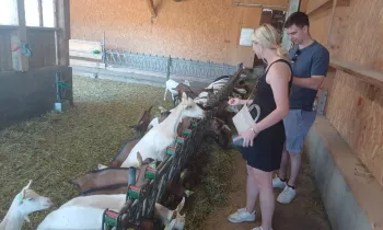 Visite d'une ferme fromagère