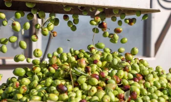 Moulin Cornille olives