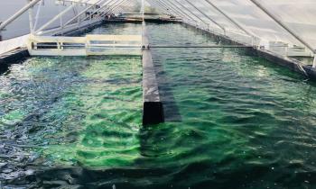 Bassin de spiruline