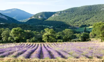 Pique-nique chic au coeur des lavandes - L'essentiel de lavande_La Bégude-de-Mazenc