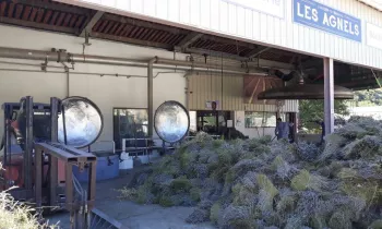 Distillation de lavande en étéaoût aux Agnels