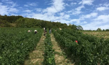 Domaine de la Dentelle_St Martin du Mont