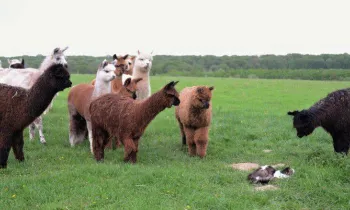 big_alpaga_troupeau_chat