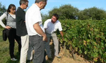 Balade Atelier Vigne et Vin