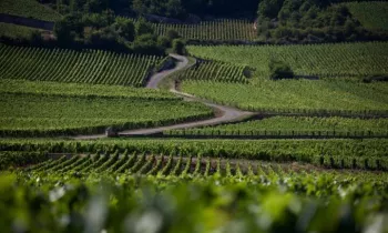 Wine-tour