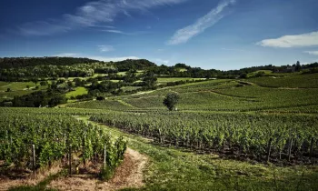 VG_BFC_DEGUSTATION_SOLUTRE_©CHERRYSTONE_020619_457