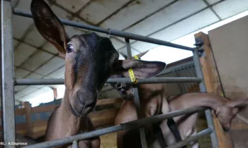 Fromagerie du domaine