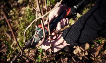 VG_BFC_©CHERRYSTONE_031219_TABLE_PAULINE_105 (2)