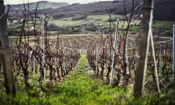 VG_BFC_©CHERRYSTONE_161219_DOMAINE_CHASSELAS_004