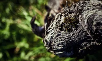 VG_BFC_©CHERRYSTONE_031219_CHATEAU_POMMARD_133