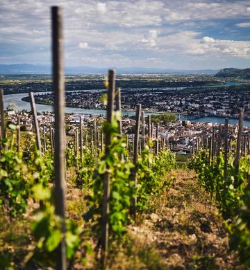 Vignes