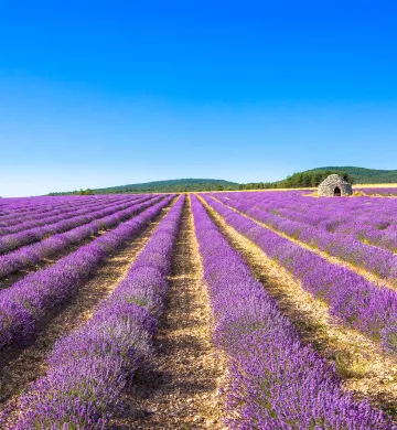 Champs de lavande dans la Drôme