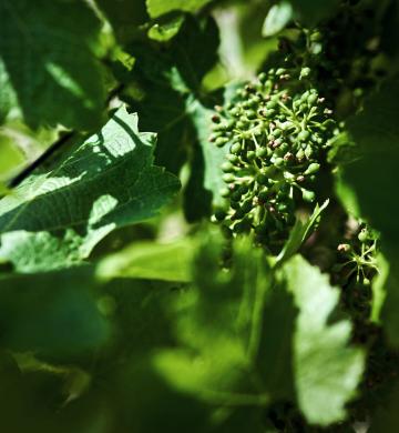 Vignes
