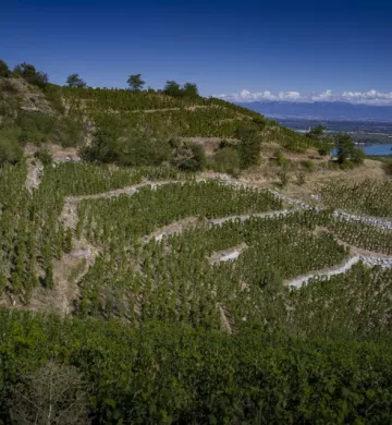 Vignobles Vallée du Rhône