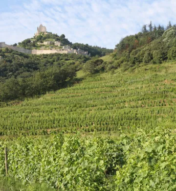 Domaine viticole
