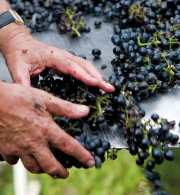 Domaine Pierre Gaillard