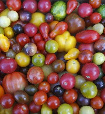 Tomates cerises