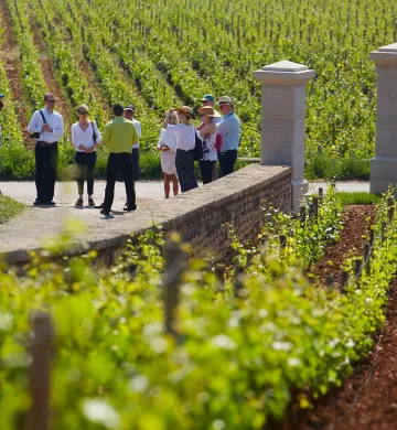 Rencontre dans les vignes