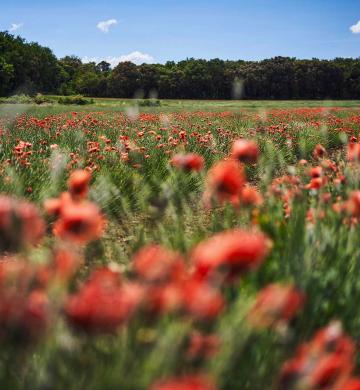 Coquelicots
