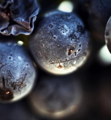 Raisins