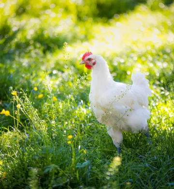 Volaille de Bresse AOP