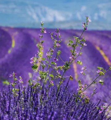 provence tours