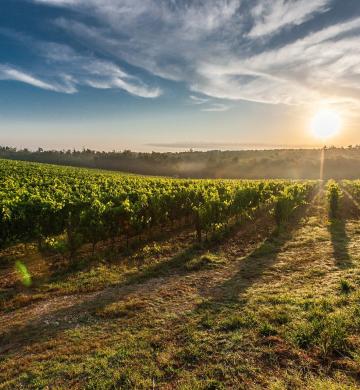 burgundy vineyards