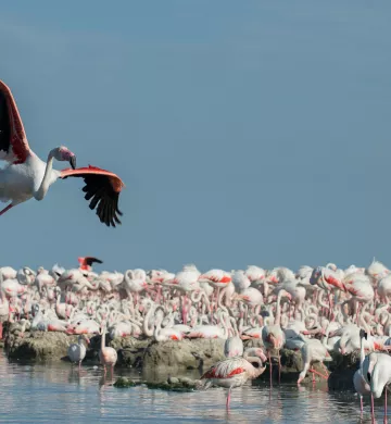 Flamants roses, Camargue