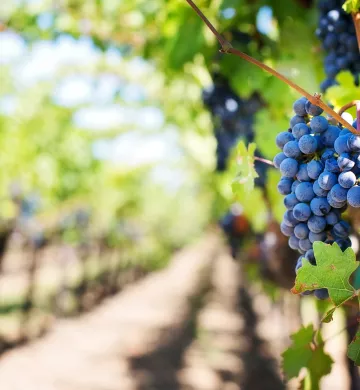 wine Côtes du Rhône