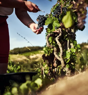 Domaine Michelas St Jemms