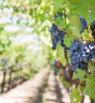 vigne_vallée_du_rhone